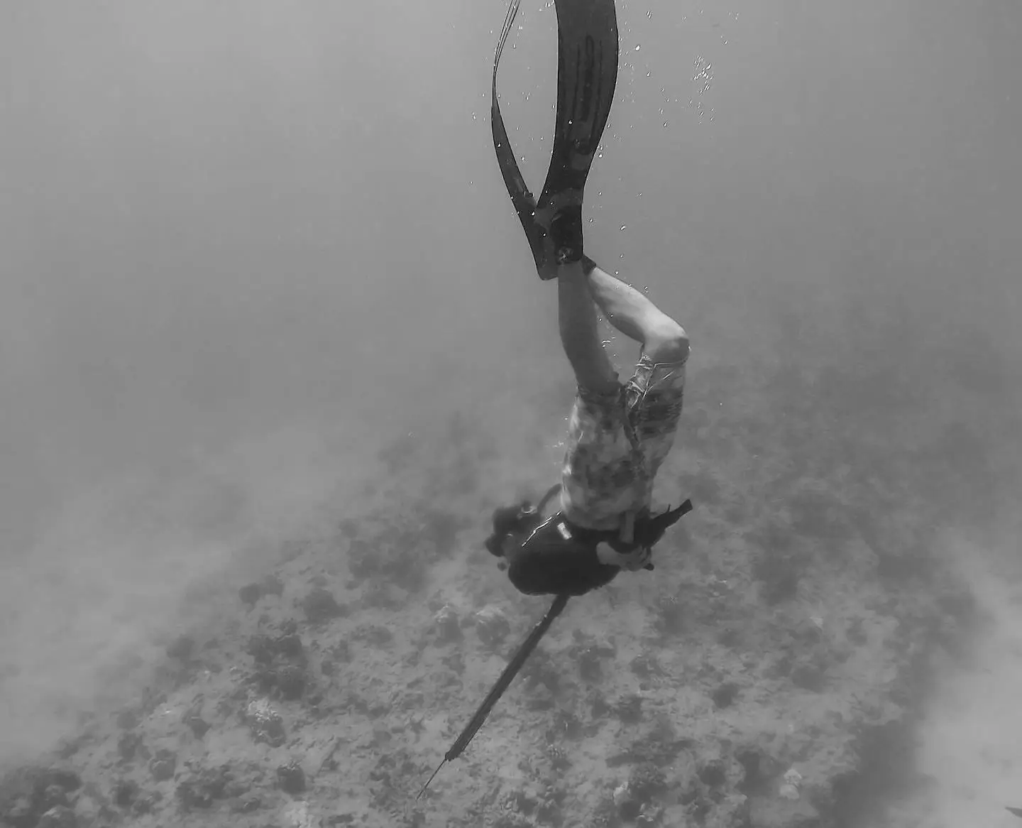 the greatest spearfishing guide ever created