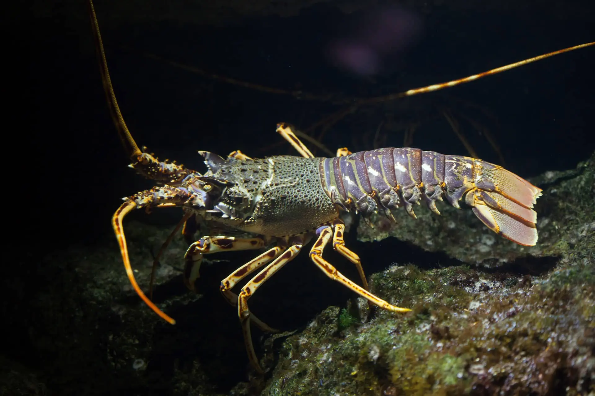 eastern rock lobster at night spearfishing