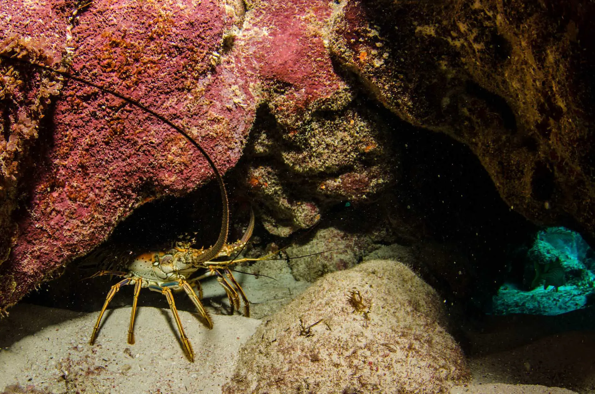 lobster hiding under rock