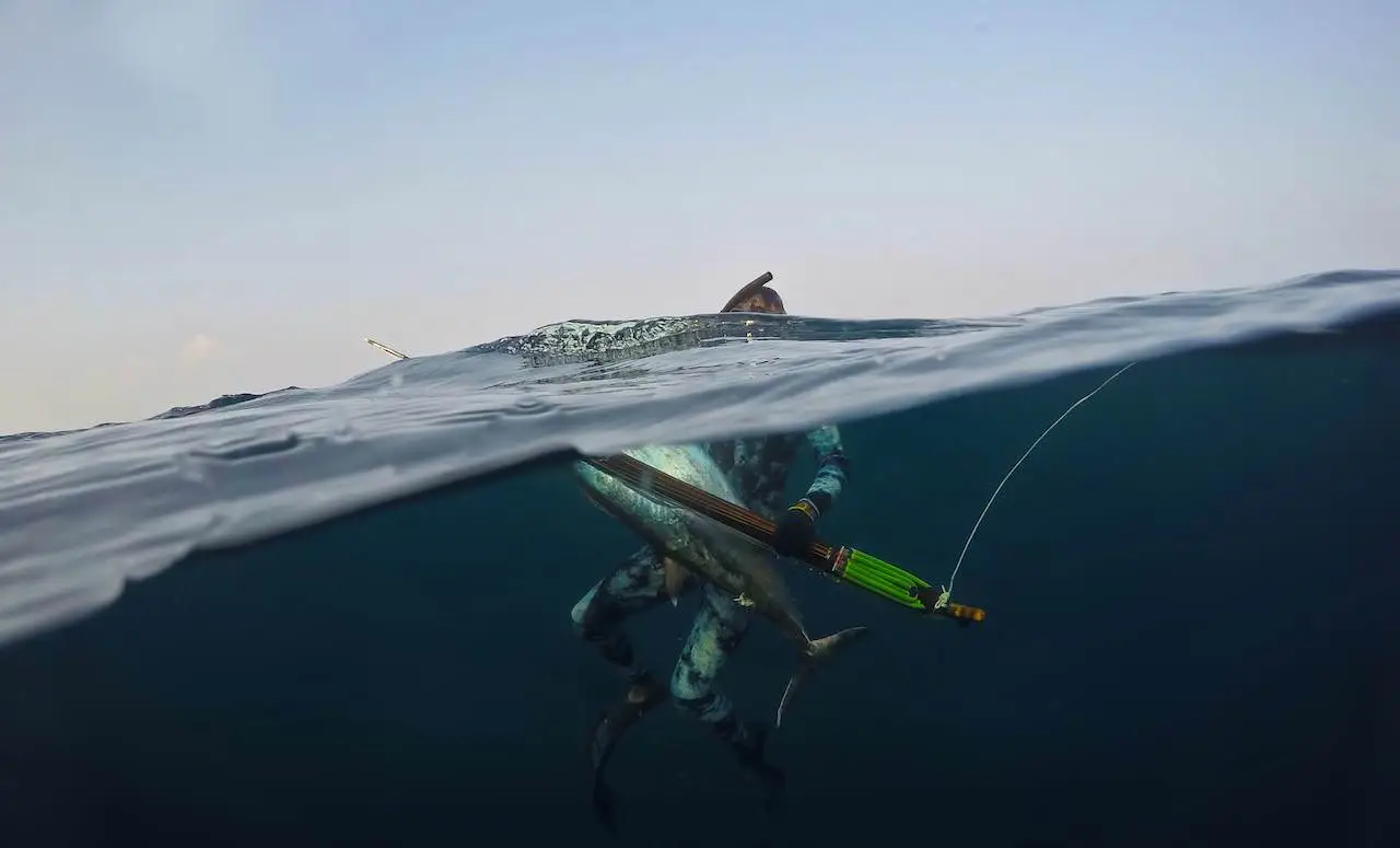 spearfishing for tuna in the open ocean