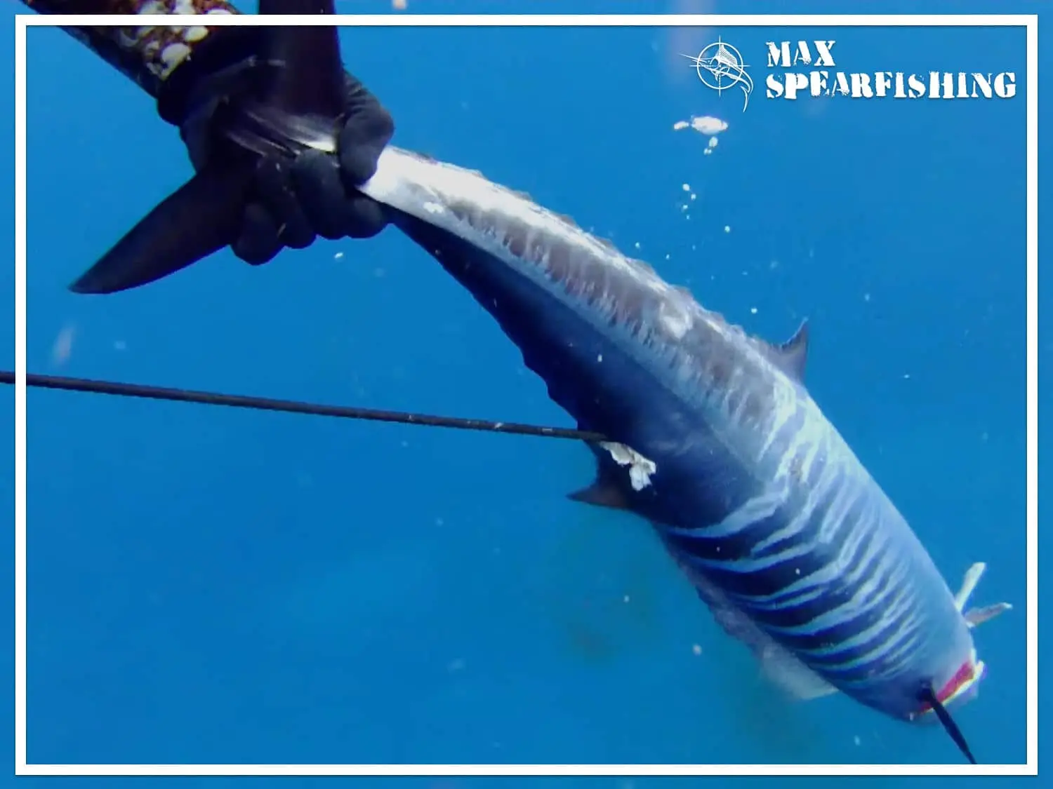 spearfishing fish on a stringer
