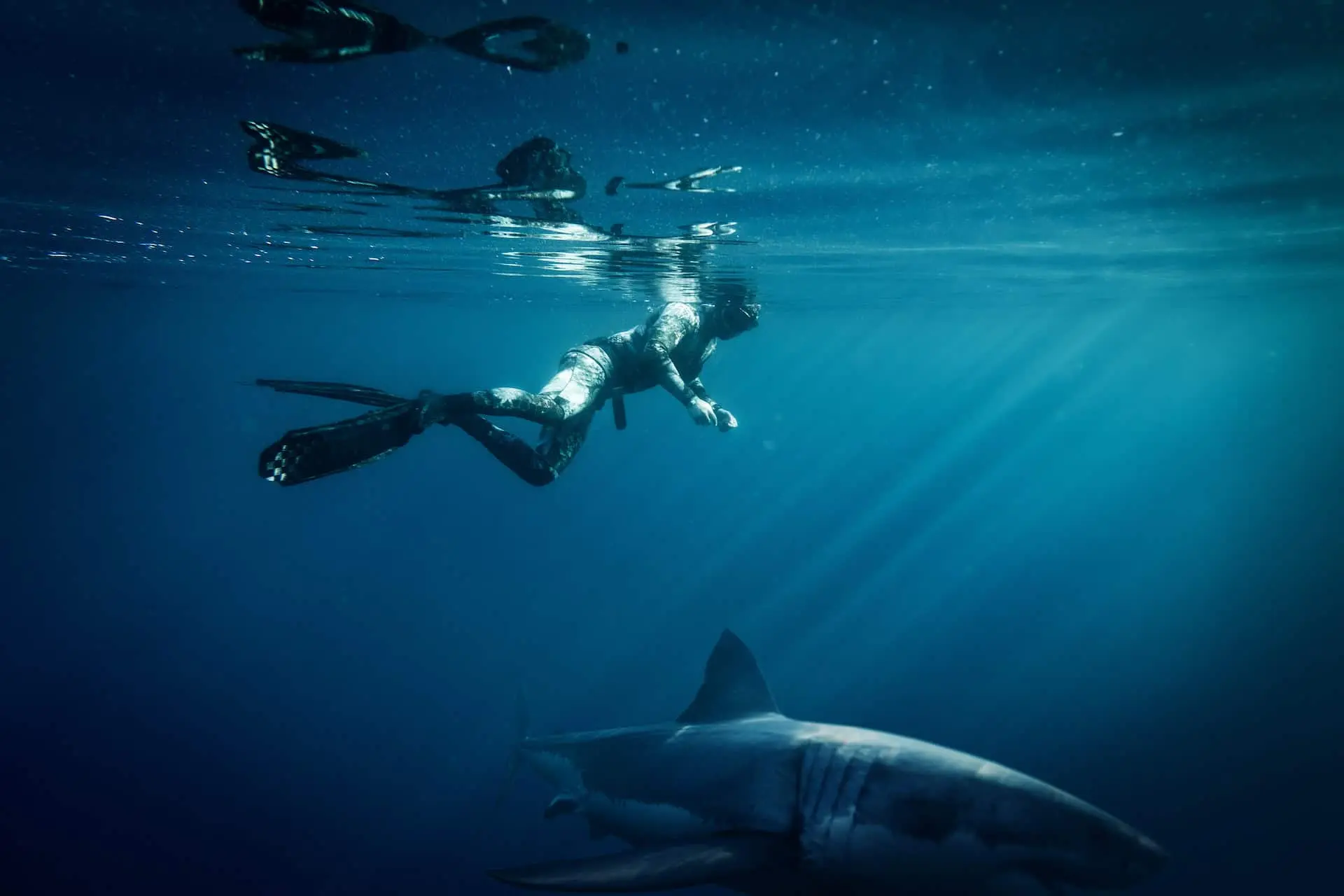 spearfishing with sharks