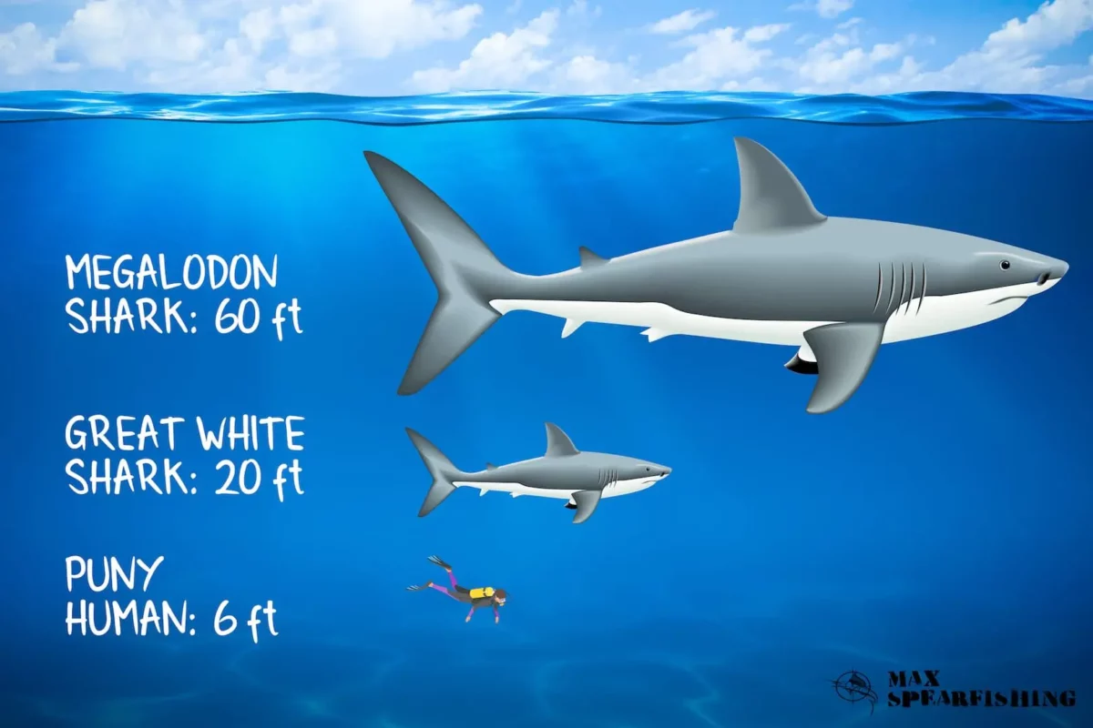 the largest shark the megalodon